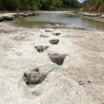 113 million year old dinosaur footprints found in Texas 1