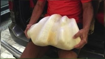 A giant pearl was found in the Philippines and by the will of God was sold in the US for 130 million