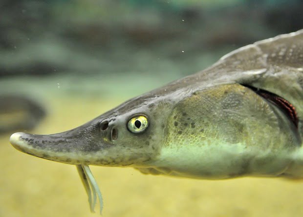 All species of sturgeon like fish are endangered 1
