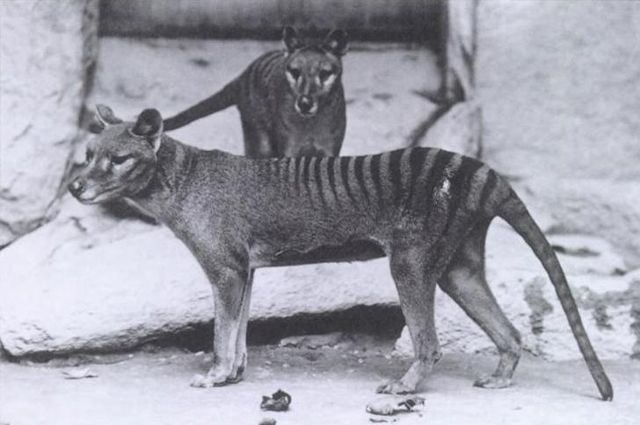 Australian scientists want to revive the extinct marsupial wolf 1 Australian scientists want to revive the extinct marsupial wolf