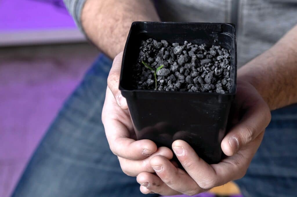 Biologists grow plants on asteroid soil