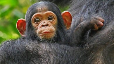 Biologists have discovered an important difference between the human brain and other primates