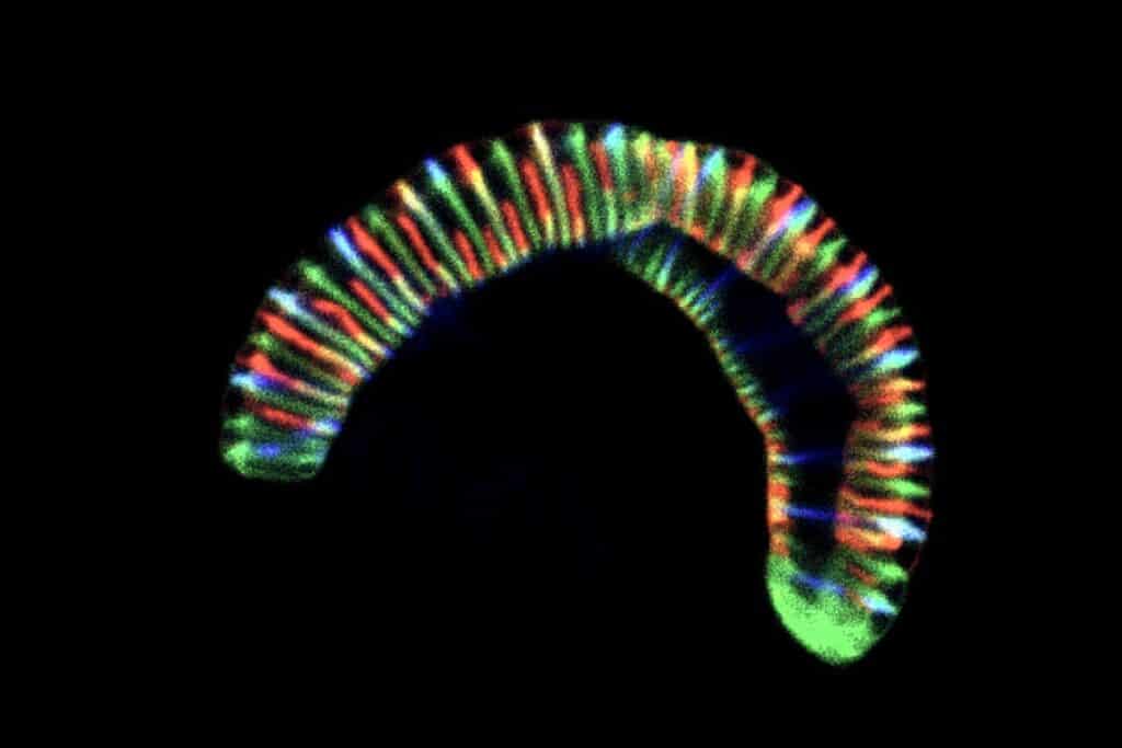 Biologists have found a caterpillar bacterium that lives in the oral cavity 1