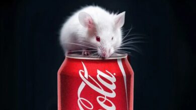 Coke made rodents dumber