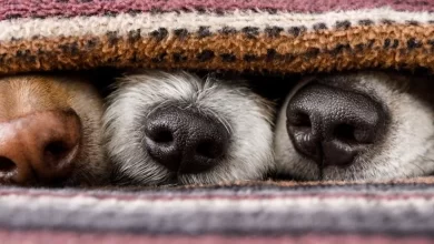 Dogs can see smells brain scans show 1