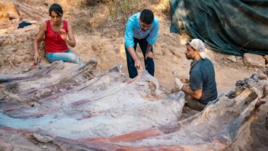 Europes largest dinosaur skeleton found in Portugal