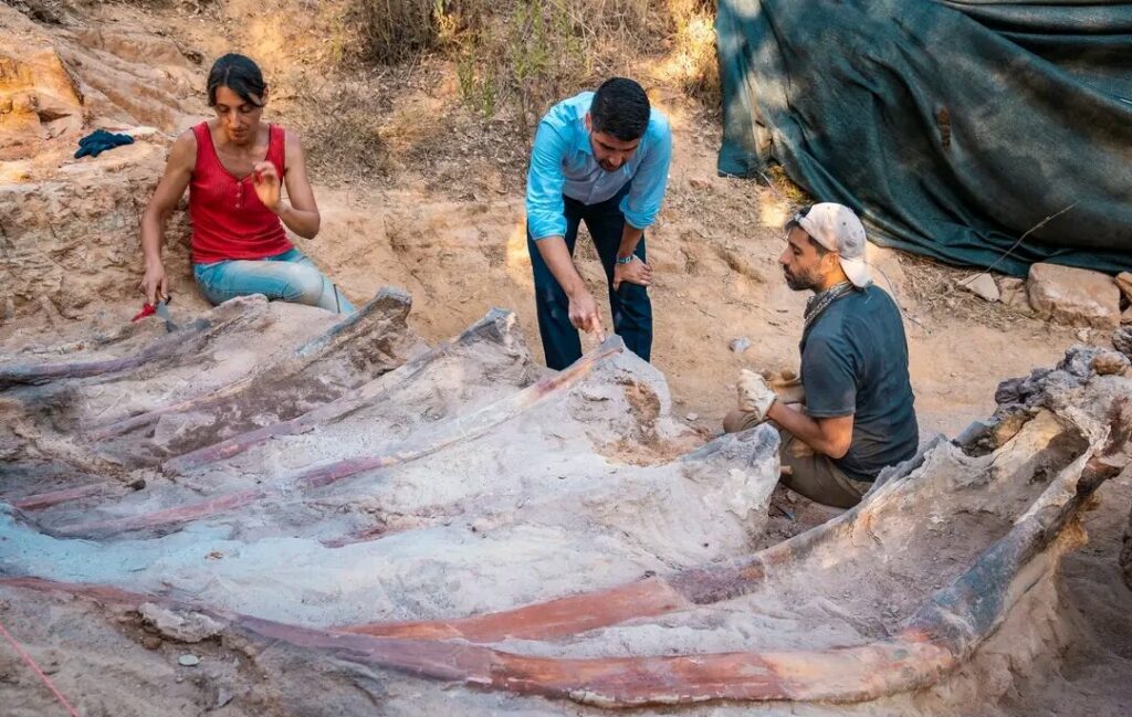 Europe's largest dinosaur skeleton found in Portugal 1 Europes largest dinosaur skeleton found in Portugal