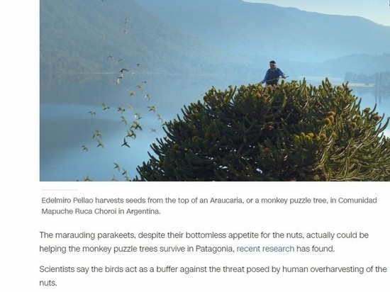 Evergreen tree that outlived the dinosaurs is dying out