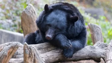 Hibernating bears have a secret superpower lurking in their blood