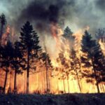 In Europe a record amount of forest has burned since the beginning of the year in the entire history of observations