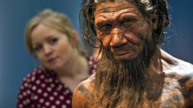 Neanderthal brain cells were dividing faster than modern humans