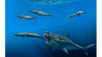 New 3D model shows megalodon could have eaten killer whale sized prey