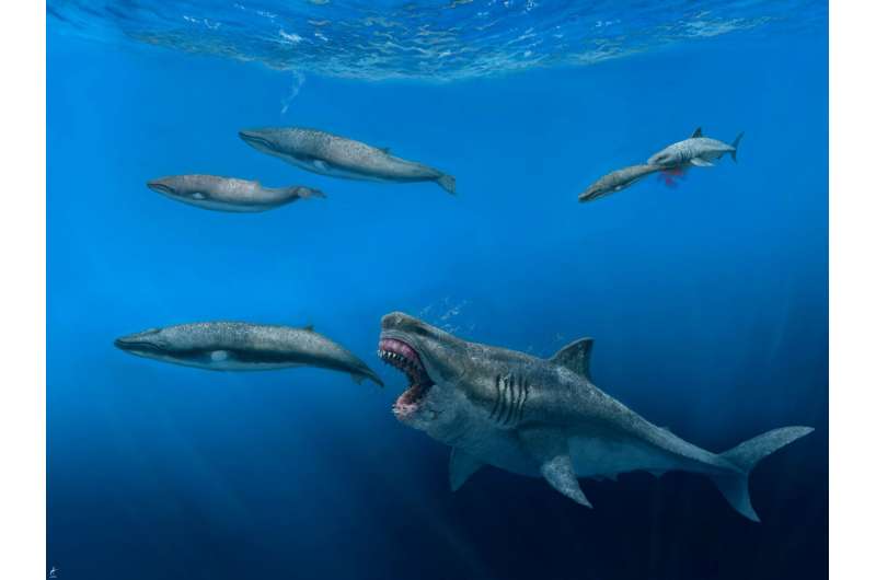 New 3D model shows megalodon could have eaten killer whale sized prey