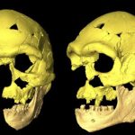 Paleoanthropologists Diagnose Deafness and Balance Problems in 100 000 Year Old Sapiens