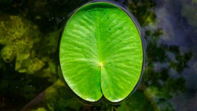 Scientists have created a copy of the leaf of living plants it generates energy from water and the sun
