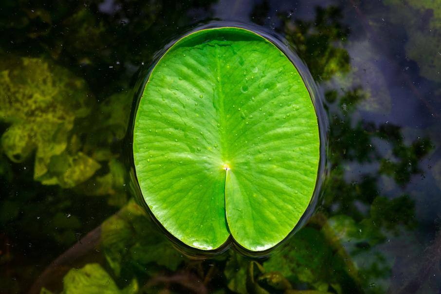 Scientists have created a copy of the leaf of living plants it generates energy from water and the sun