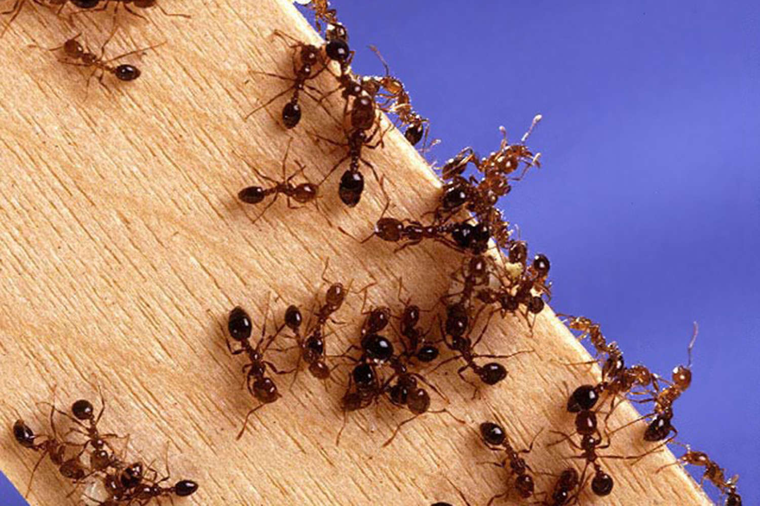 Scientists have shown that ants behave like a neural network