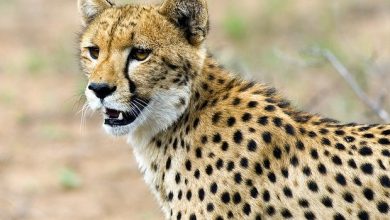 Scientists plan to repopulate India with cheetahs