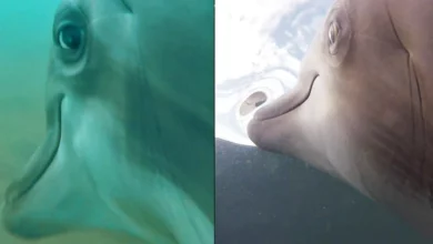 US Navy put cameras on dolphins and the results are amazing