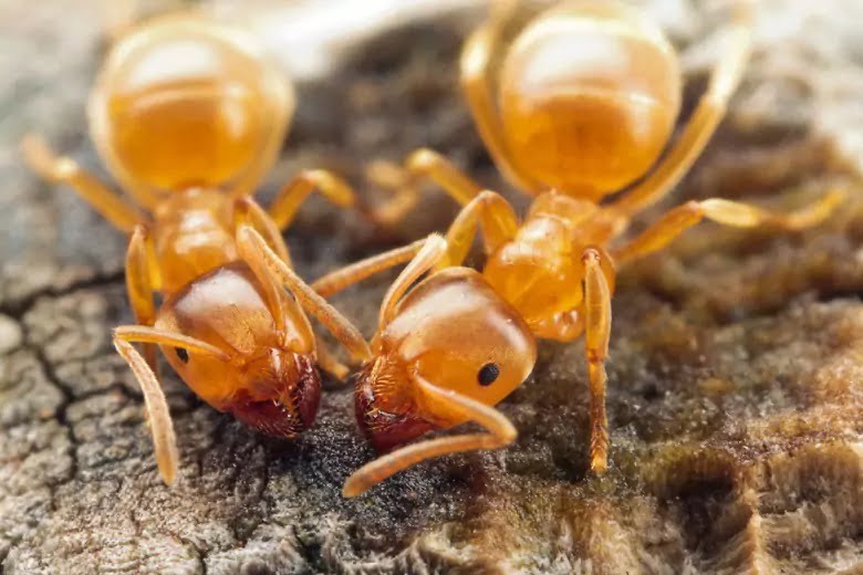 Yellow crazy ants attack villages in India