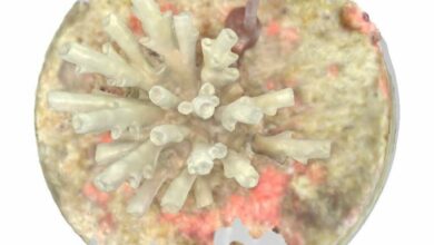 Young corals studied using dental scanners