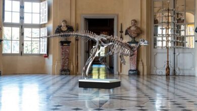 150 million dinosaur skeleton put up for auction