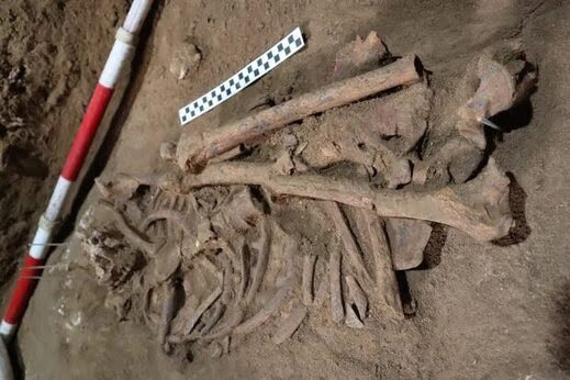 31 000 year old skeleton in Indonesia shows earliest known evidence of surgery 3
