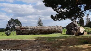 45 000 year old tree found in New Zealand that died during pole reversal 1
