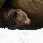 8 proteins keep hibernating bears in control of insulin levels