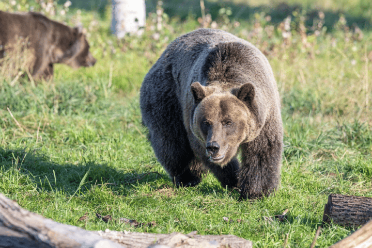 8 proteins keep hibernating bears in control of insulin levels