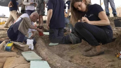 A 500000 year old elephant tusk was found in Israel