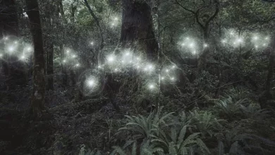 A woman from Ireland walking in the forest encountered very strange phenomena