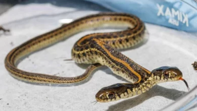 An American found an unusual snake with two heads