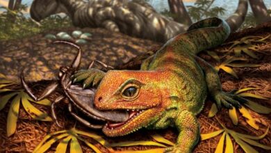 An almost complete skeleton of a tuatara relative found in North America 1