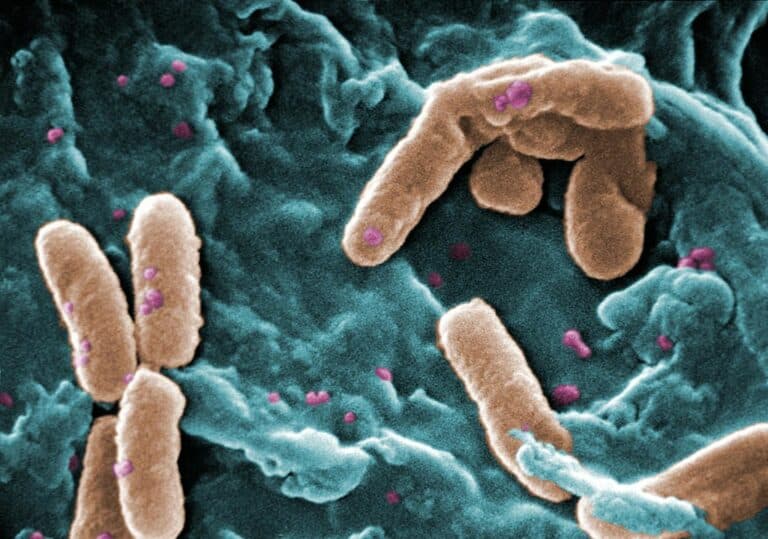 An antibiotic isolated from tree bark suppressed the growth of even drug resistant bacteria