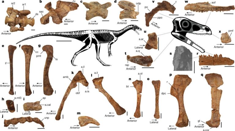 Ancient African dinosaur discovered in Zimbabwe 2