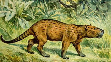 Ancient mammals lived fast and died young but this could be the reason for their evolutionary success 1