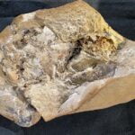 Archaeologists discover 380 million year old heart