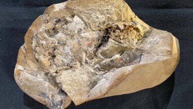 Archaeologists discover 380 million year old heart