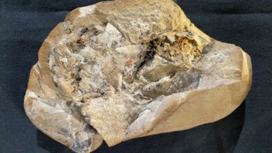 Australians have discovered the oldest hearts 390 370 million years old These are the hearts of armored fish 1