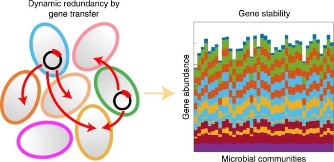 Bacteria share information to keep their communities stable 2