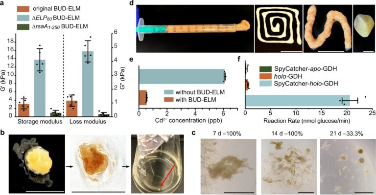 Biologists have created a programmable living matter from bacteria 2