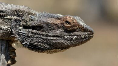 Biologists have found that the brains of reptiles and animals have a brotherly relationship
