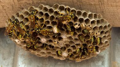 Both the maid and the queen scientists have figured out how paper wasps maintain a hierarchy inside the nest