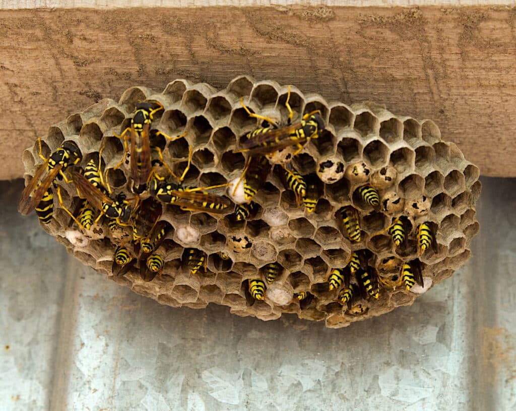 Both the maid and the queen scientists have figured out how paper wasps maintain a hierarchy inside the nest