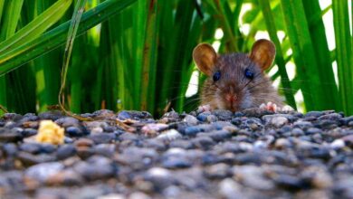 Britain prepares for an invasion of rats the size of rabbits