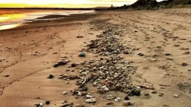 British coastal towns demand answers to mysterious sea life deaths