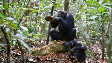 Chimpanzees use different stone tools to crack different kinds of nuts 1