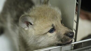 Chinese scientists clone Arctic wolf for the first time