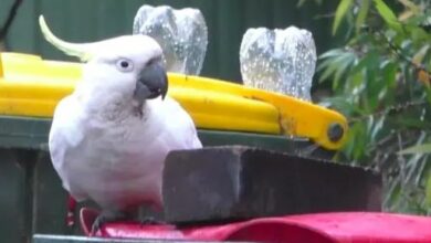 Cockatoo entered the arms race with people